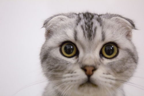 刚买的宠物猫怎么养