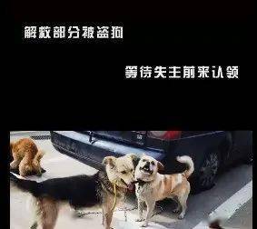 宠物狗被偷去吃了怎么办