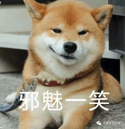 怎么训练宠物猫定点排便