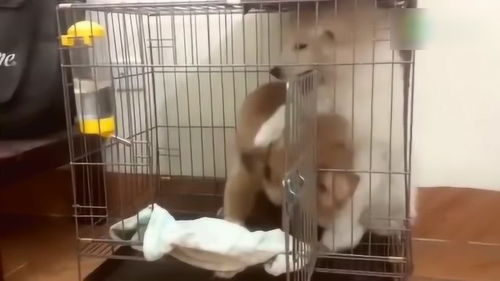 宠物狗笼子里打架怎么办