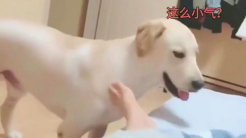 脚被宠物狗舔了怎么办