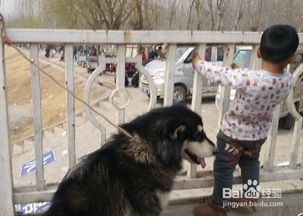 宠物狗剪毛防咬怎么办