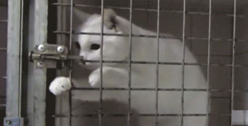 宠物猫笼怎么打开的