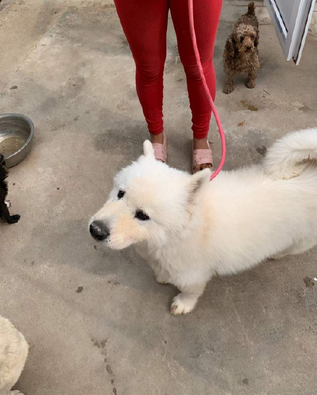 宠物狗带回新疆怎么办呢