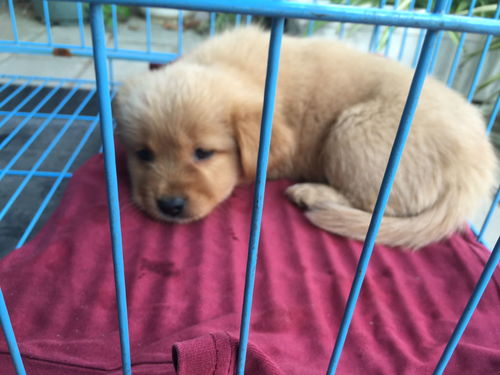 宠物狗丢失被捡到怎么办
