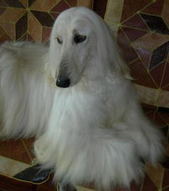 阿富汗猎犬多少钱一只