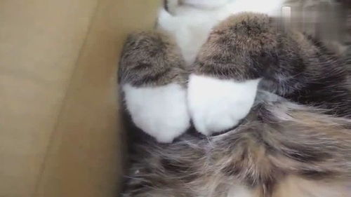 宠物猫用纸箱怎么打包