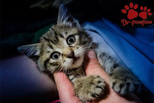 宠物猫驱虫怎么处理