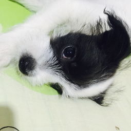 怎么给小宠物狗起名字呢