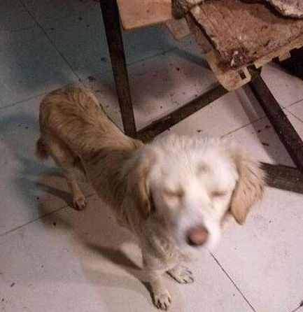 宠物狗刚生完宝宝怎么喂