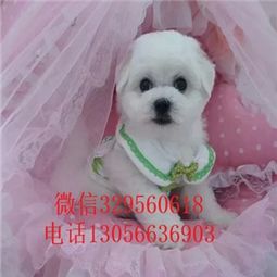 卖宠物狗小型犬怎么样