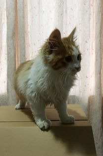 嘴巴馋的宠物猫怎么办呀