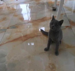 宠物猫打三针疫苗怎么打