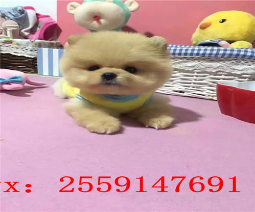 黄博美犬多少钱一只