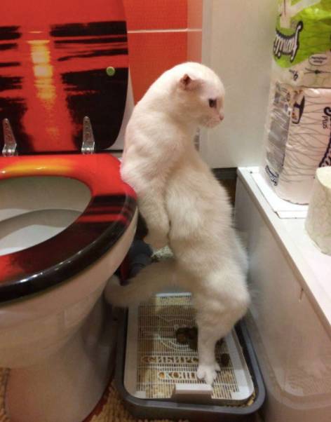 宠物猫爱拉屎吗怎么办呀