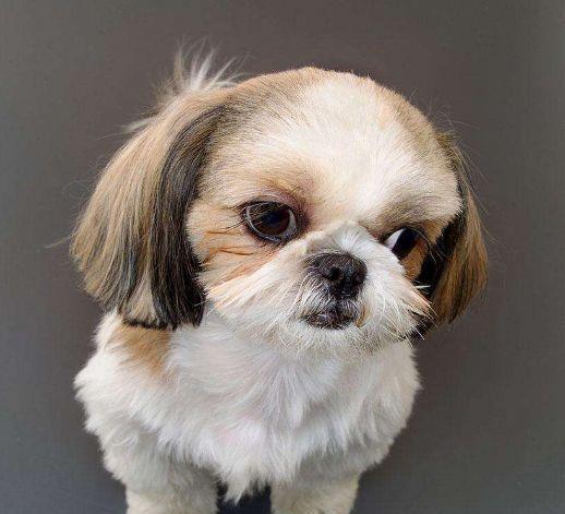 小宠物狗西施犬怎么养