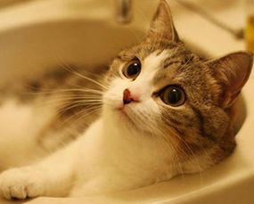 宠物猫吐血怎么办