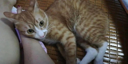 广西怎么领养宠物猫