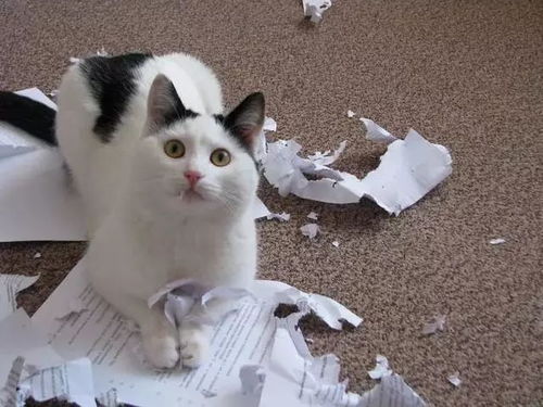 宠物猫怎么关注公猫
