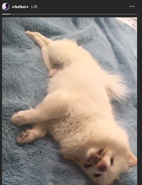 老婆养个宠物狗怎么办呢