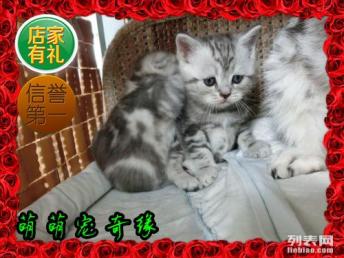 家养宠物猫怎么选