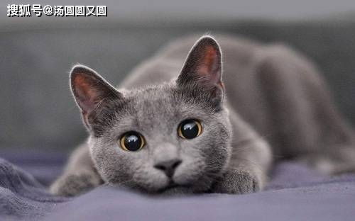 宠物猫便里有血怎么回事
