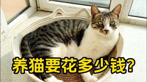 养只猫一个月多少钱