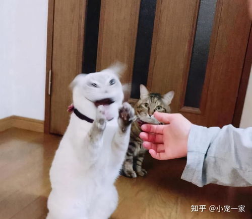 宠物猫怎么抓人的