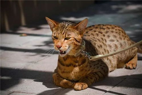 猫跟宠物猫干架怎么处理