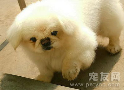 宠物狗的粪便怎么弄干净