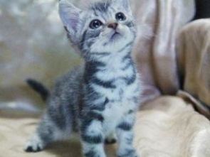 新生宠物猫奶瓶怎么选
