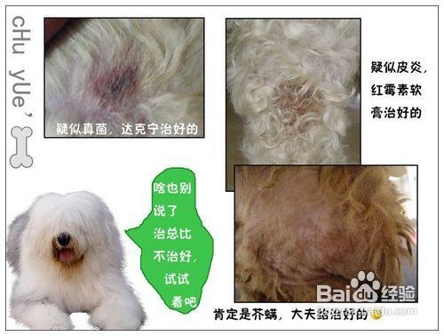 宠物狗身上总是痒怎么办