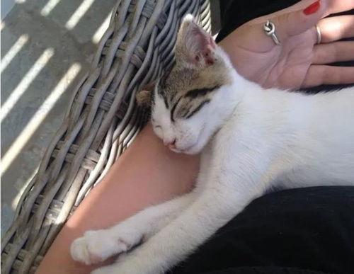 怎么把猫变成宠物猫