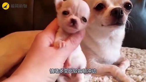 孩子特别想要宠物狗怎么办