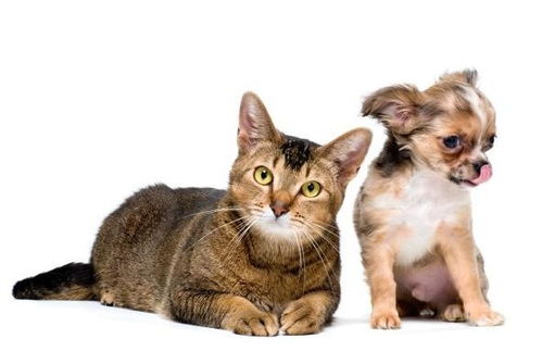 麝香家庭宠物猫怎么养