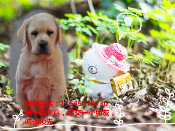 宠物狗有小白虫怎么办