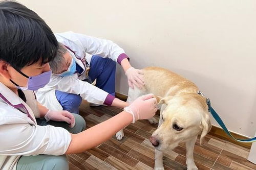 宠物狗不允许进店怎么办