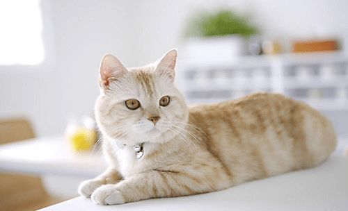 怎么养年龄大宠物猫