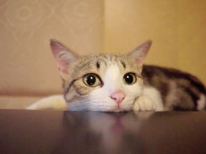 宠物猫吃壁虎会怎么样吗