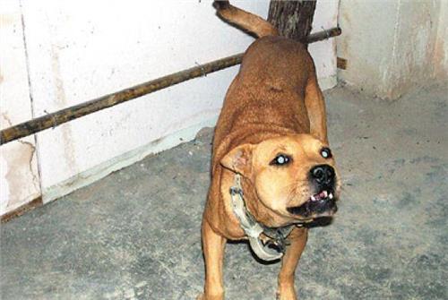 宠物狗怎么检测狂犬病毒
