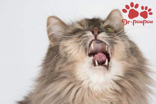 宠物猫怎么打喷嚏的