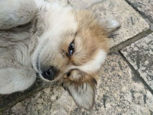 宠物狗一直流泪是怎么回事