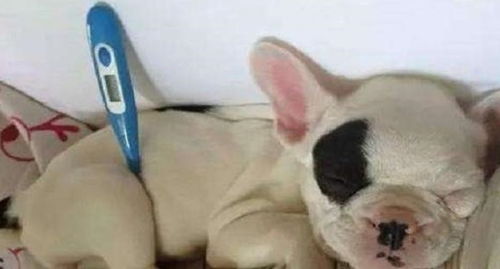 狗狗的正常体温是多少
