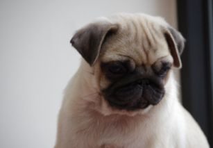 宠物狗幼犬八哥怎么养活