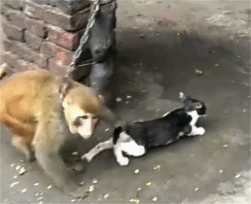怎么拴住宠物猫