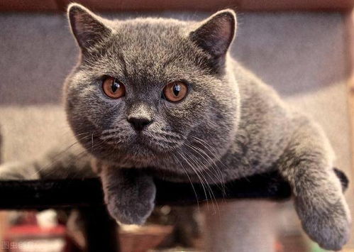 宠物猫怎么清洗毛发