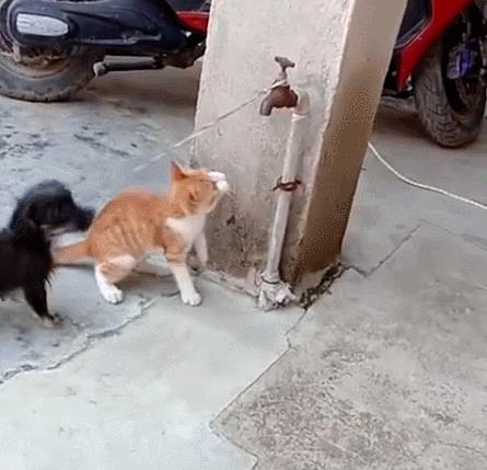宠物猫绳子怎么弄