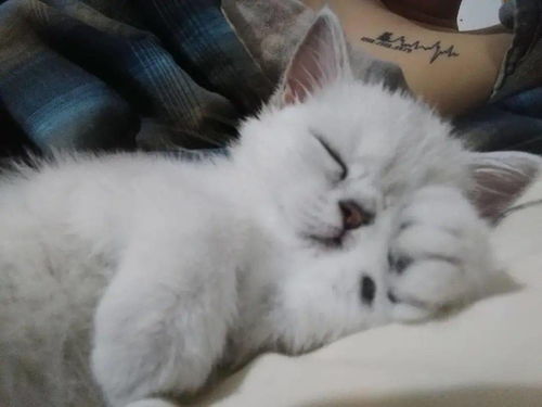 宠物猫狗怎么买划算一些