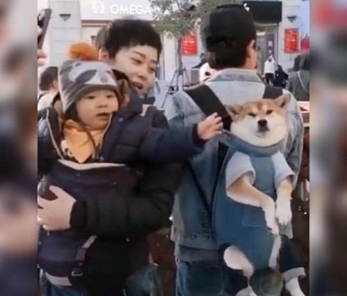 当小孩路遇宠物狗该怎么办