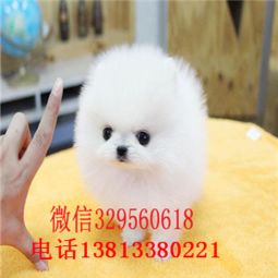 博美犬最便宜多少一只
